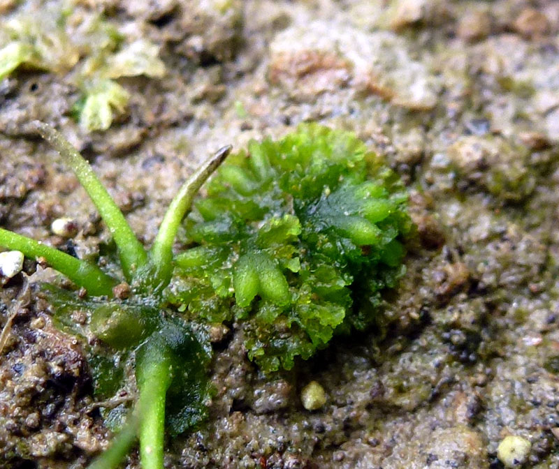 Notothylas orbicularis et Anthoceros macounii